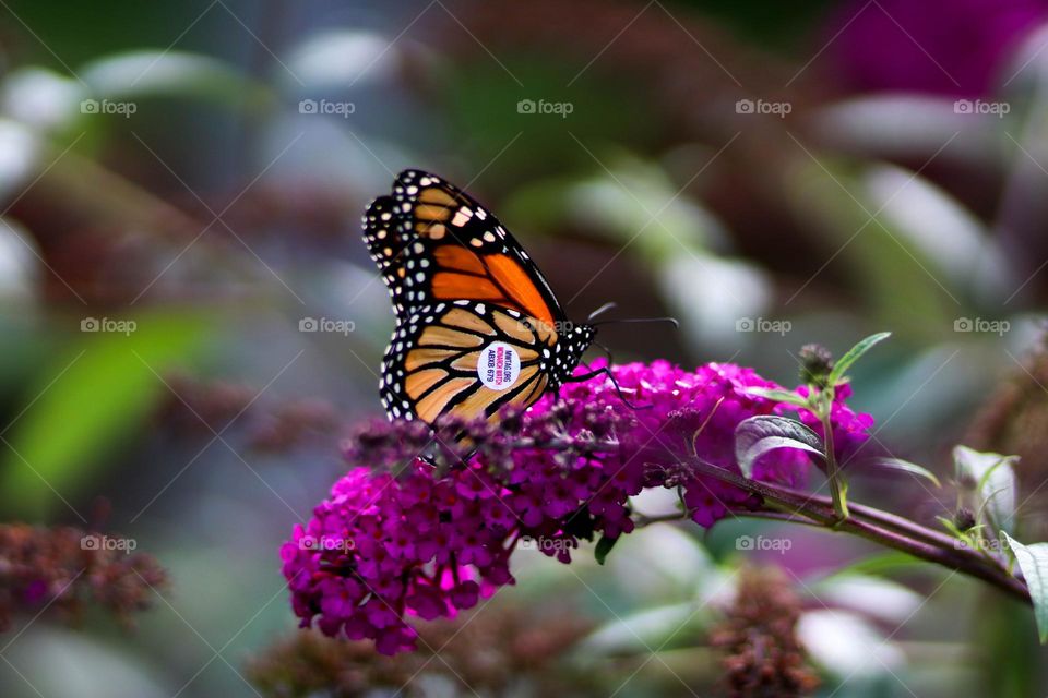 Monarch butterfly