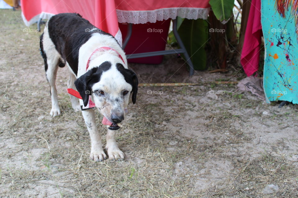 Rescue Shelter dog, Mexico 