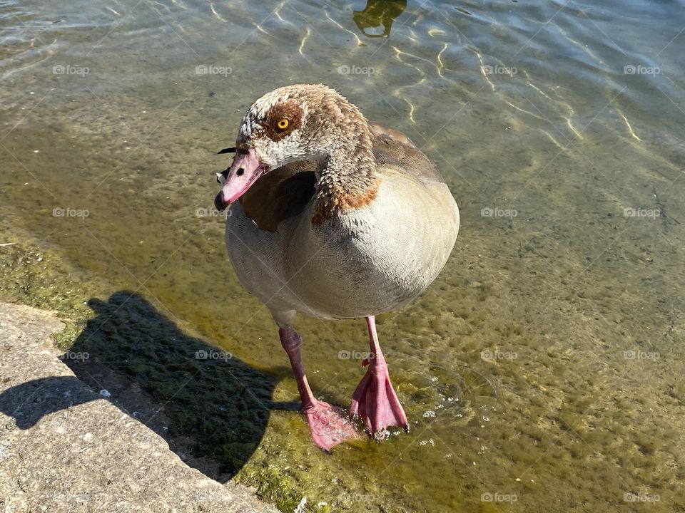 A Egyptian goose in a London park