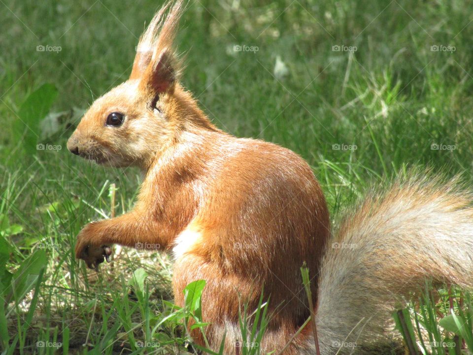 red squirrel in summer, eats seeds, small beautiful animal