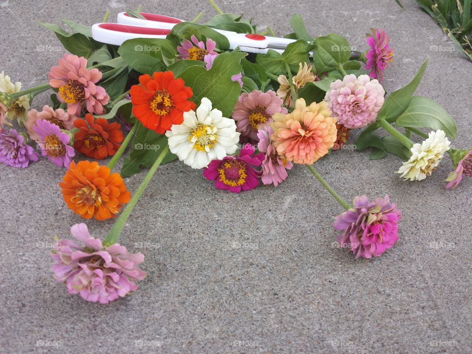 cut zinnias & scissors