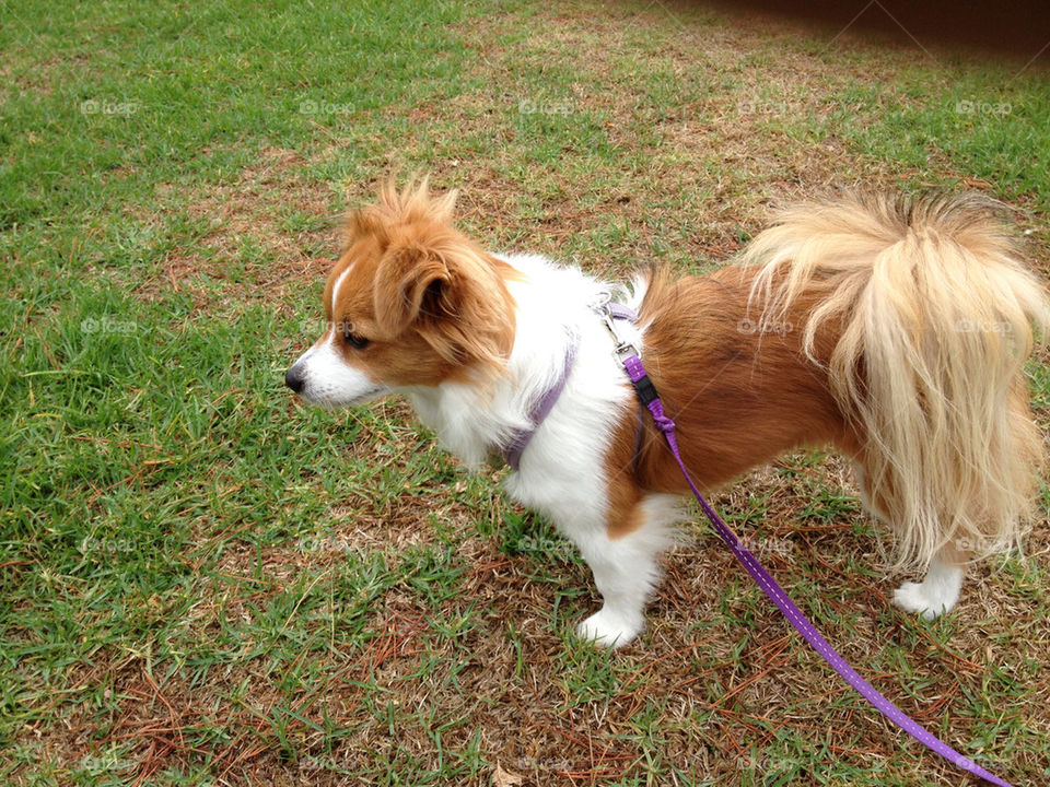 Why do I need this lead?