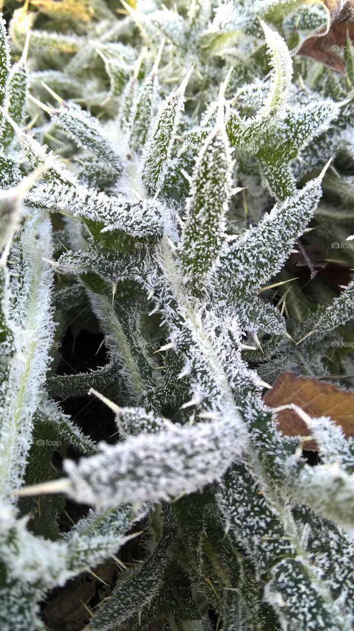 frost
