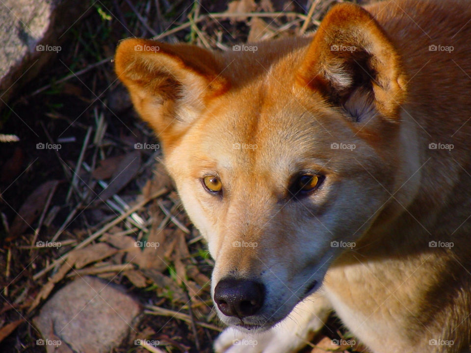 face red orange dog by kshapley