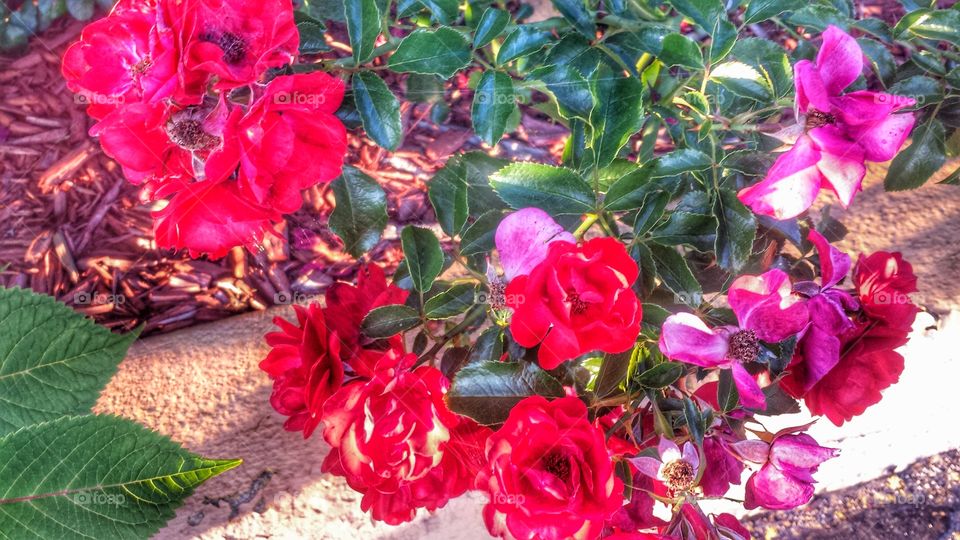 Red Flowers