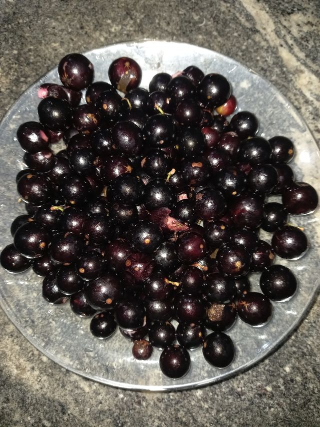jabuticaba.