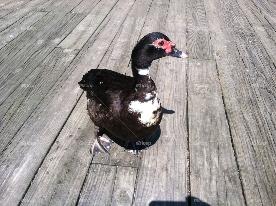 Muscovy duck