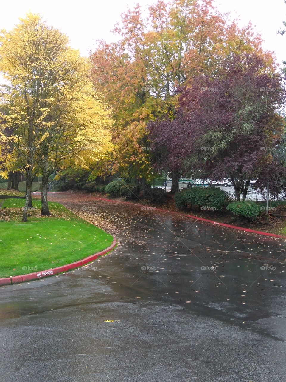 fall leaves and rain