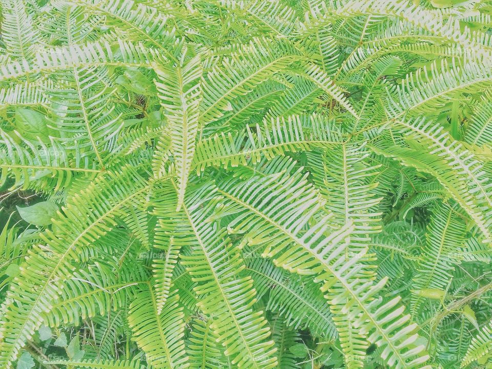 Dicronopteris linearis.this weed grows in tropical climates