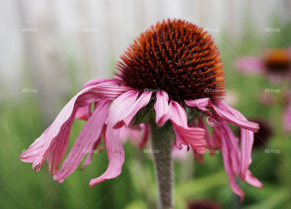 Weary Flower