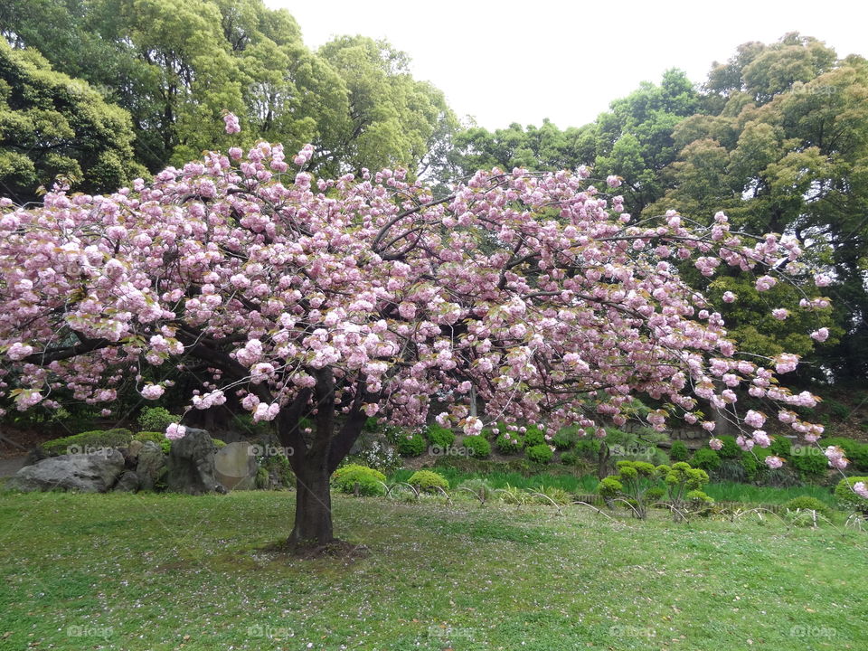 Japanese cherry blossom.