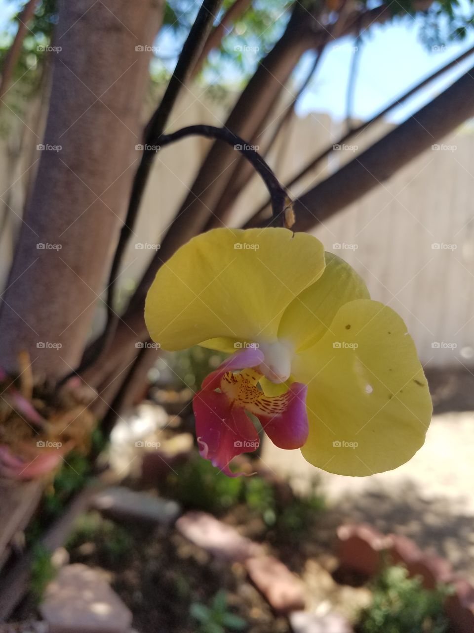 orchid