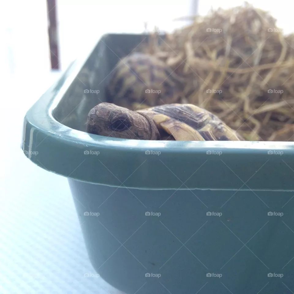 Tortoise