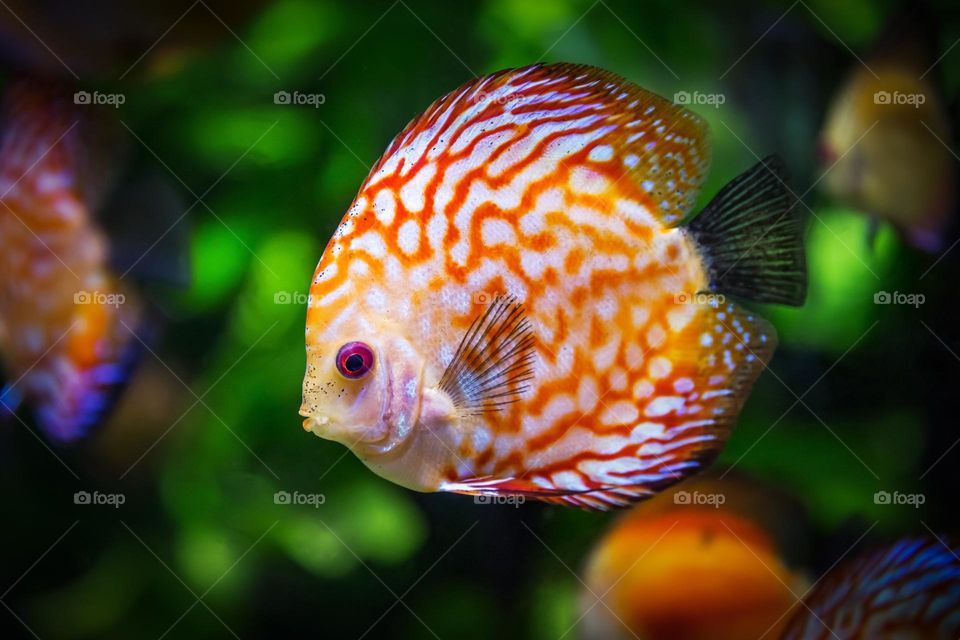 beautiful colourful clownfish
