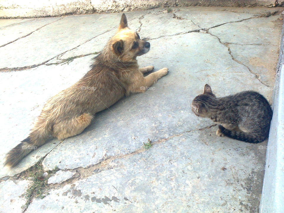 dog and cat