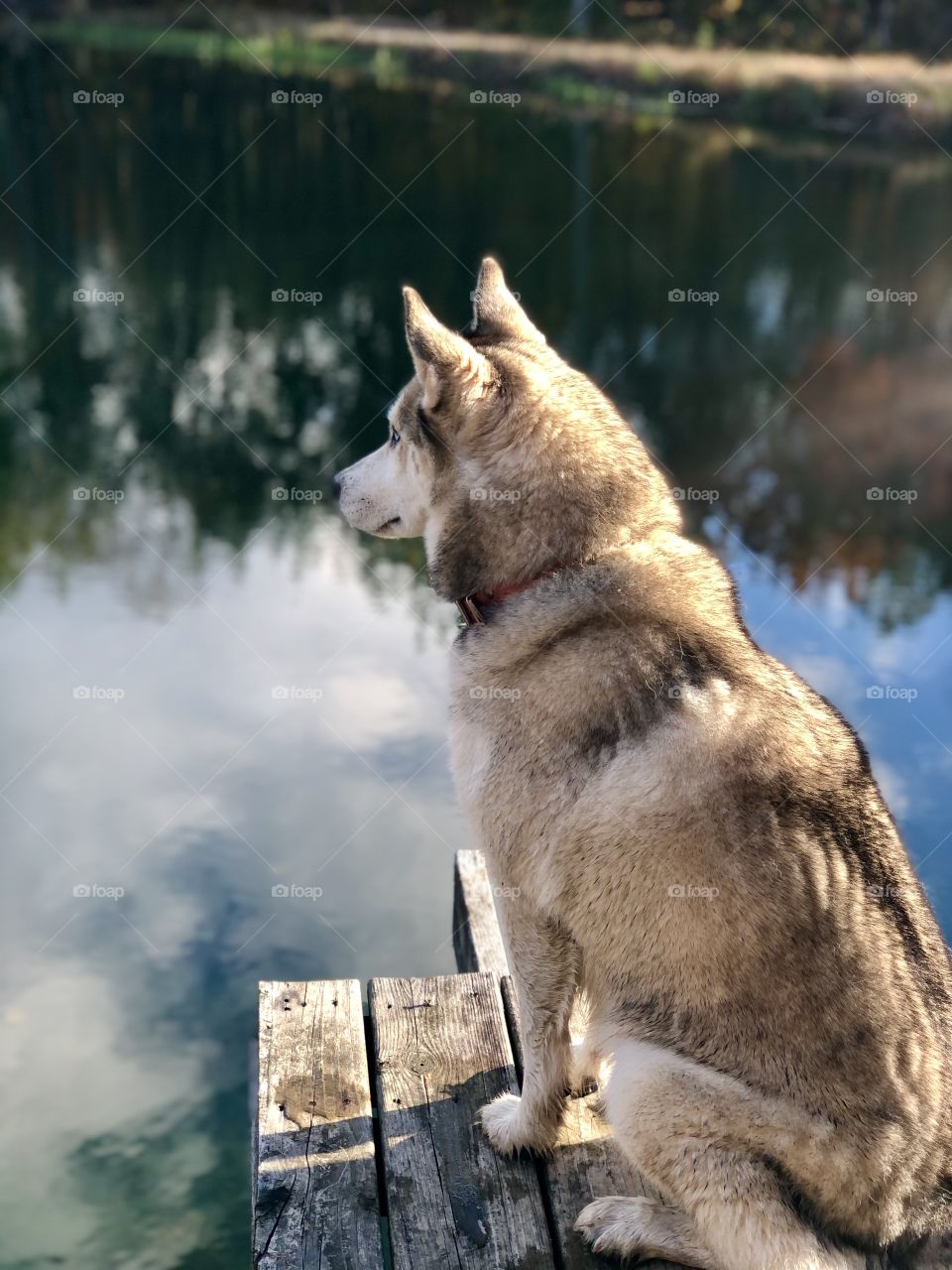 Eskimo dog looking at camera 