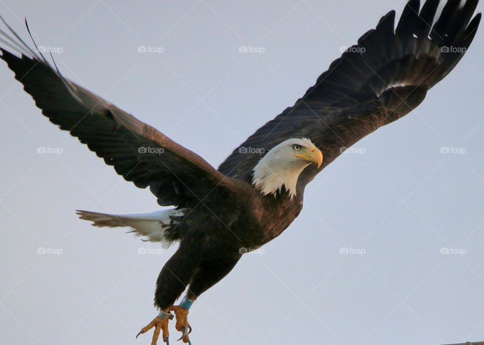 Bald Eagle in Flight