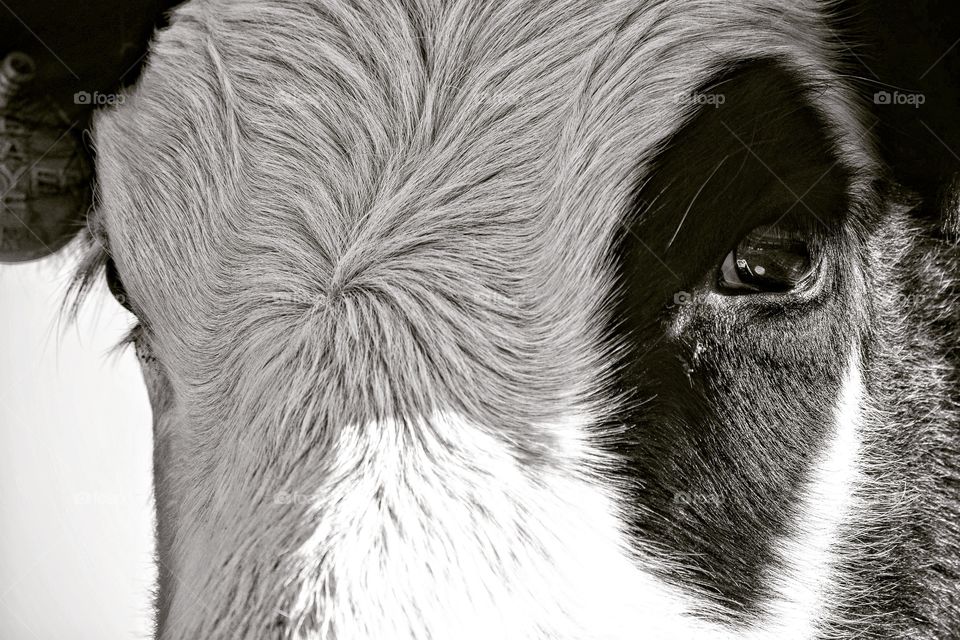 Cow Eyes in Black and White