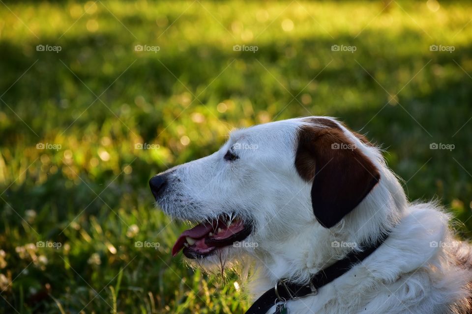 Cute dog enjoying nature on a sunny summer evening 