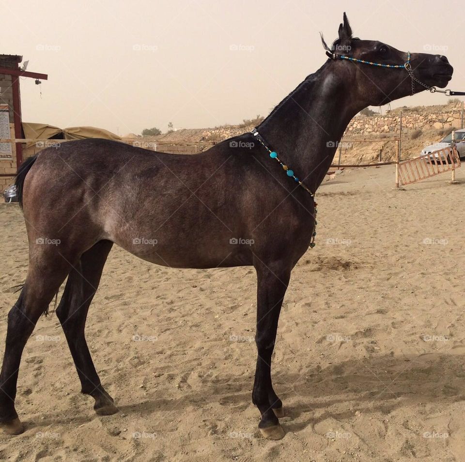The beauty of purebred Arabian horses
