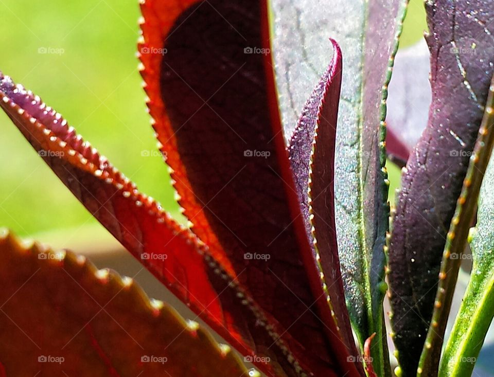 Japanese peach tree spring awakening