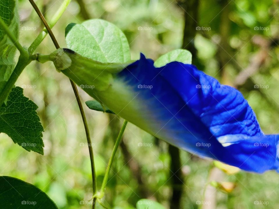 Blue flower 