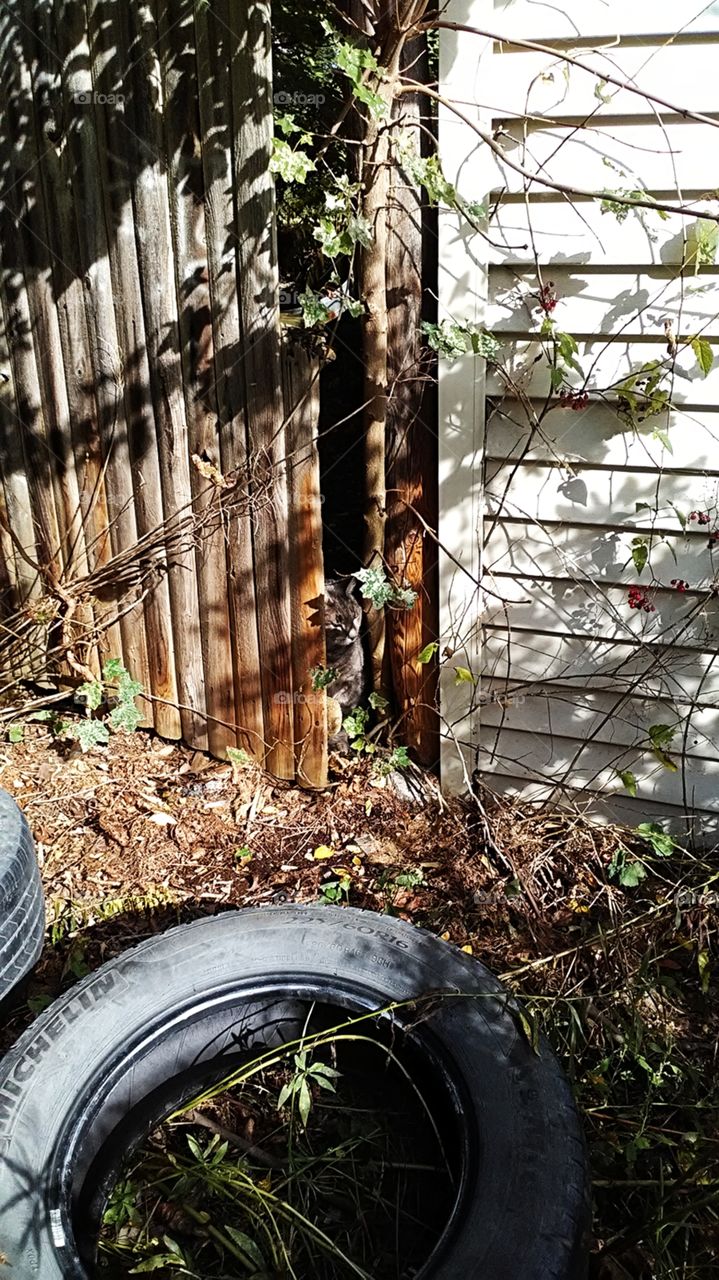Camouflaged alley cat looking through the fence