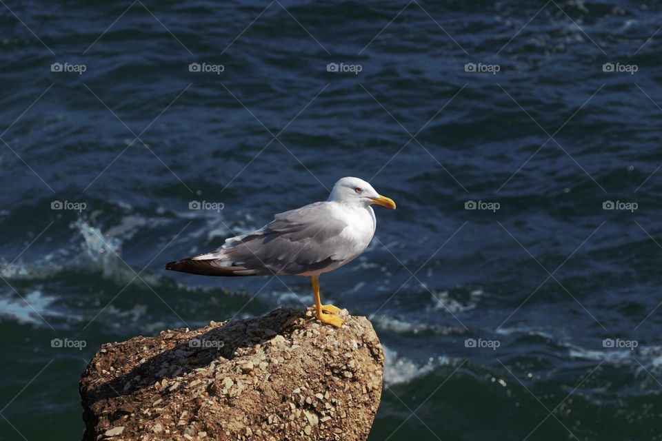 The sea with it's ambassador,the seagull, some perfect symbols of the summer.