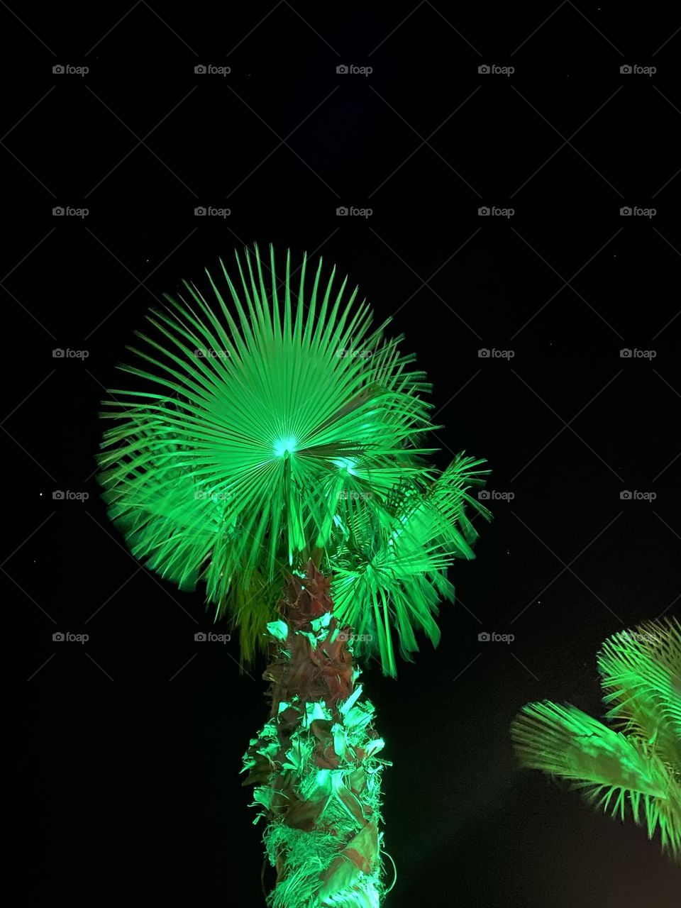 Пальма ночью 