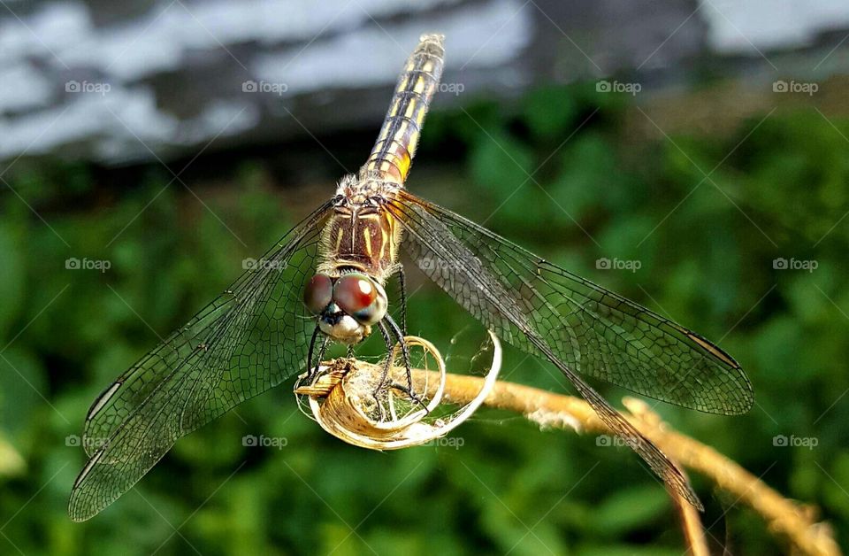 cool dragonfly