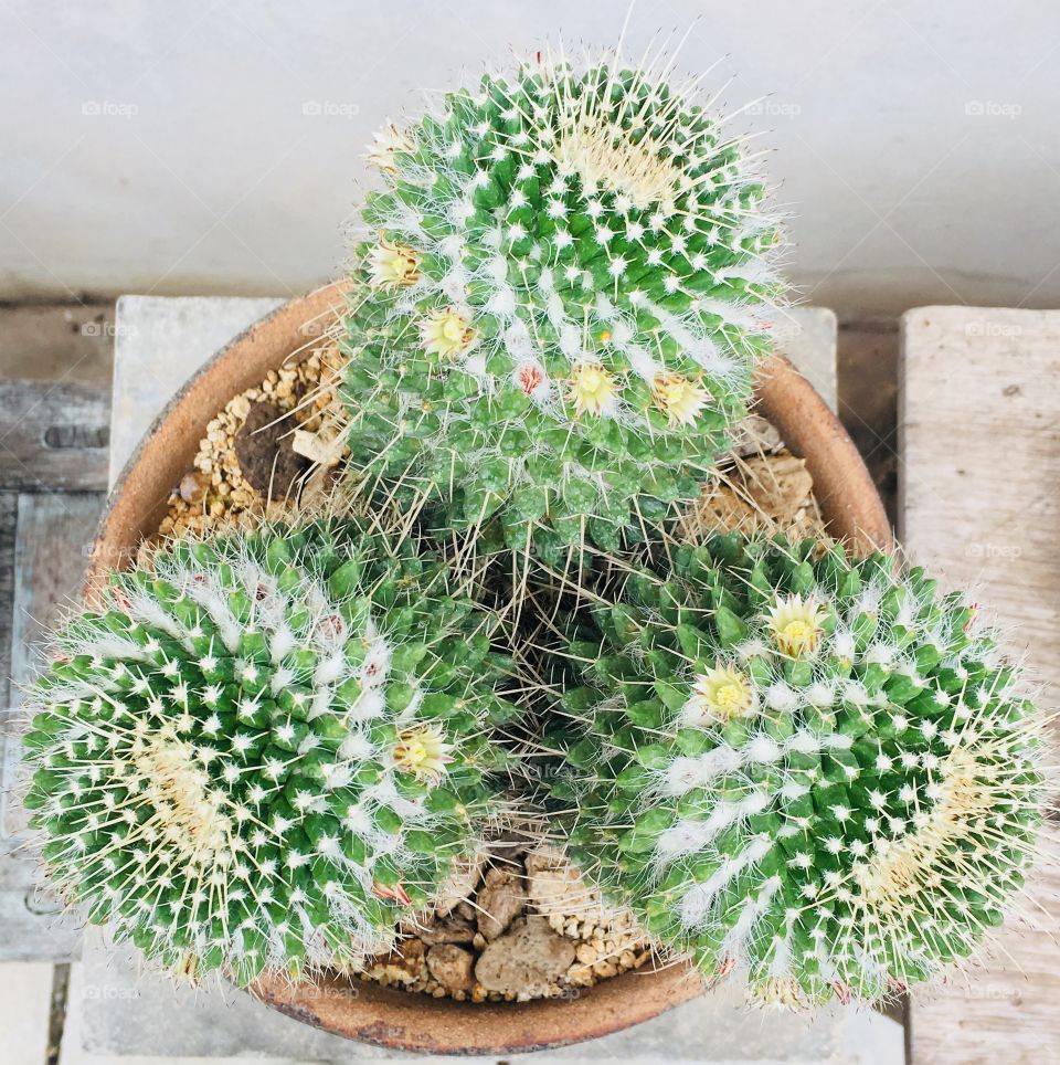 Cactus