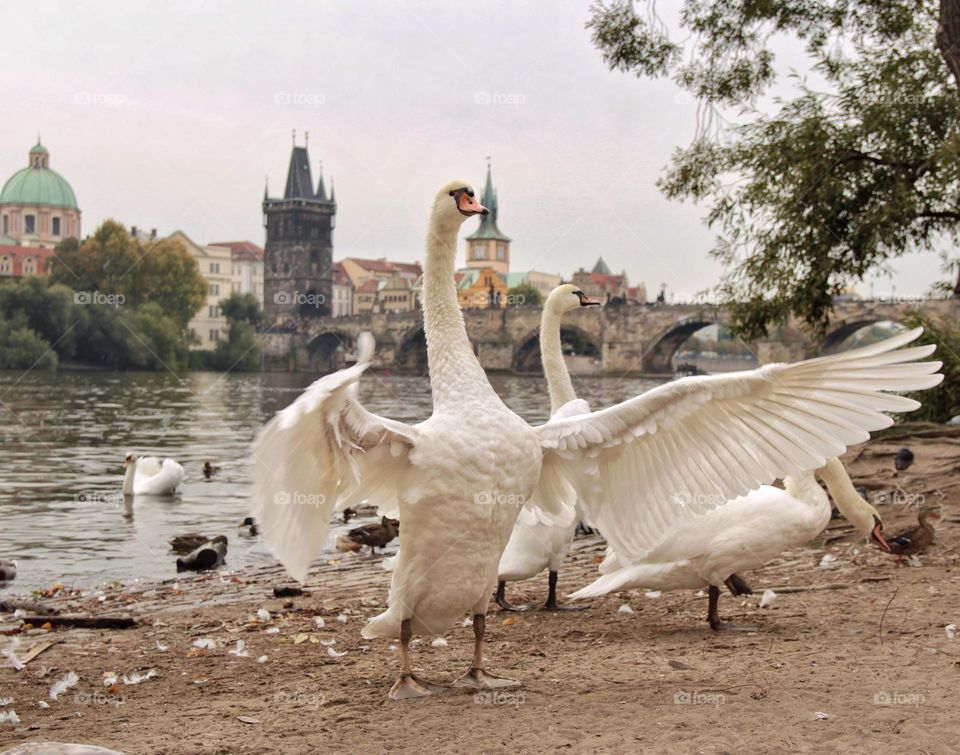 swans in the city 