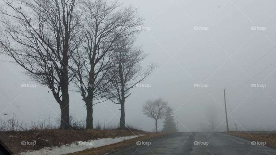 Winter, Fog, Snow, Landscape, Tree