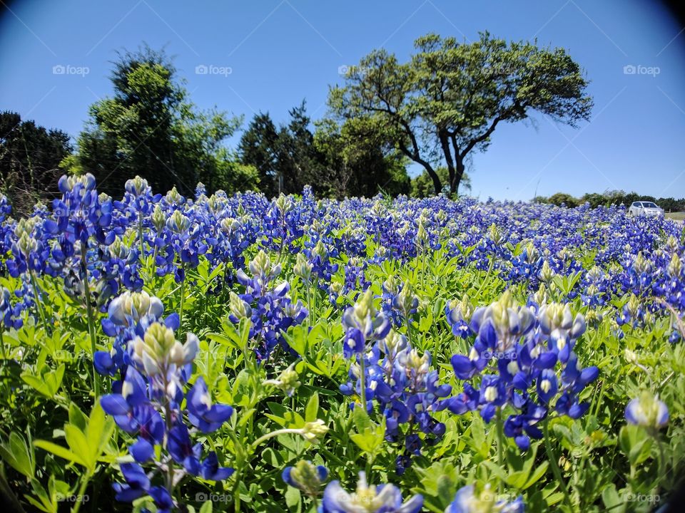 field of bluebonnets