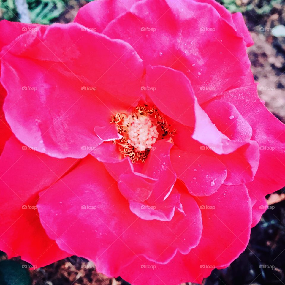 🌼#Flores do nosso #jardim, para alegrar e embelezar nosso dia!
#Jardinagem é nosso #hobby. 
🌹
#flor #flowers #flower #pétalas #garden #natureza #nature #flora #photography #fotografia