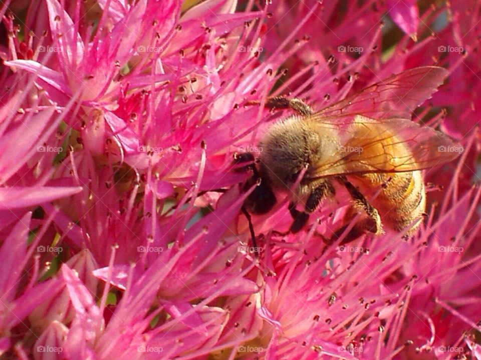 Full frame of flower with bee