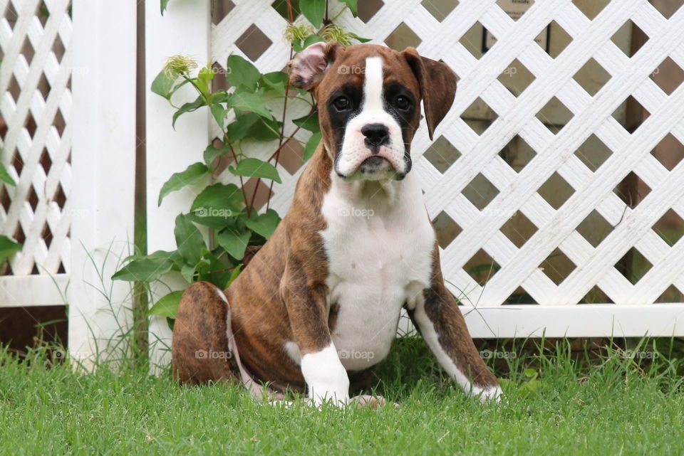 Boxer pup 