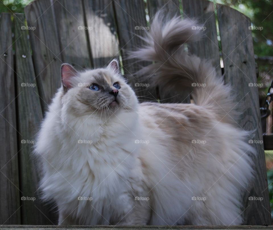 Ragdoll cat in  a swing