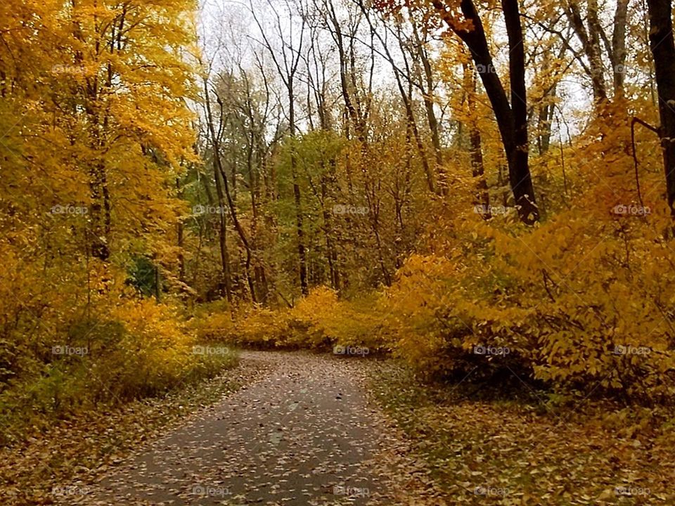 A walk through the park