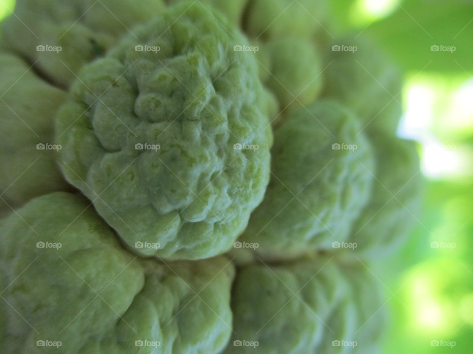 sugar apple/ sweetsop