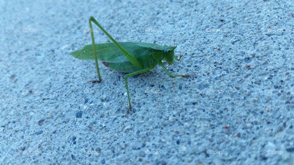 Grasshopper on stone