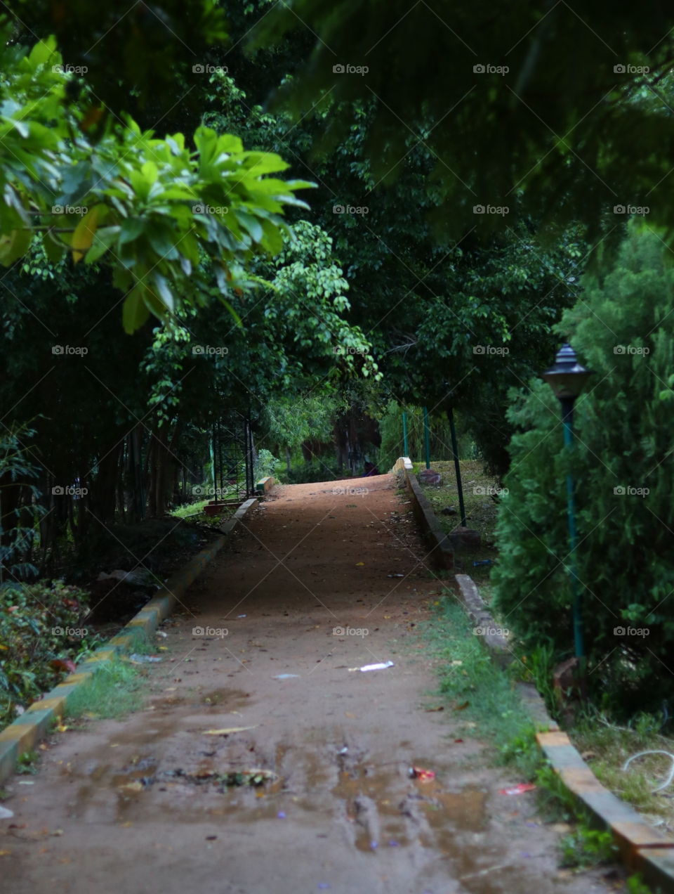 jungle walkway