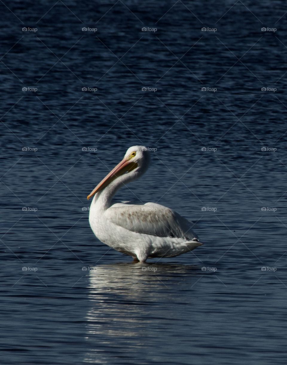 Pelican Florida 