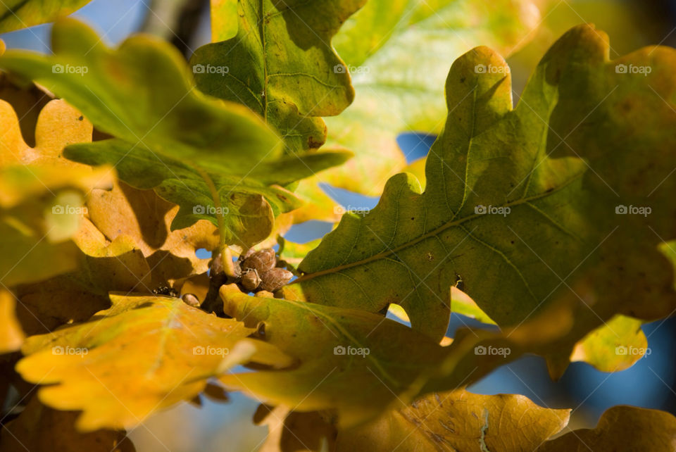 tree sunny leaf fall by jbdc