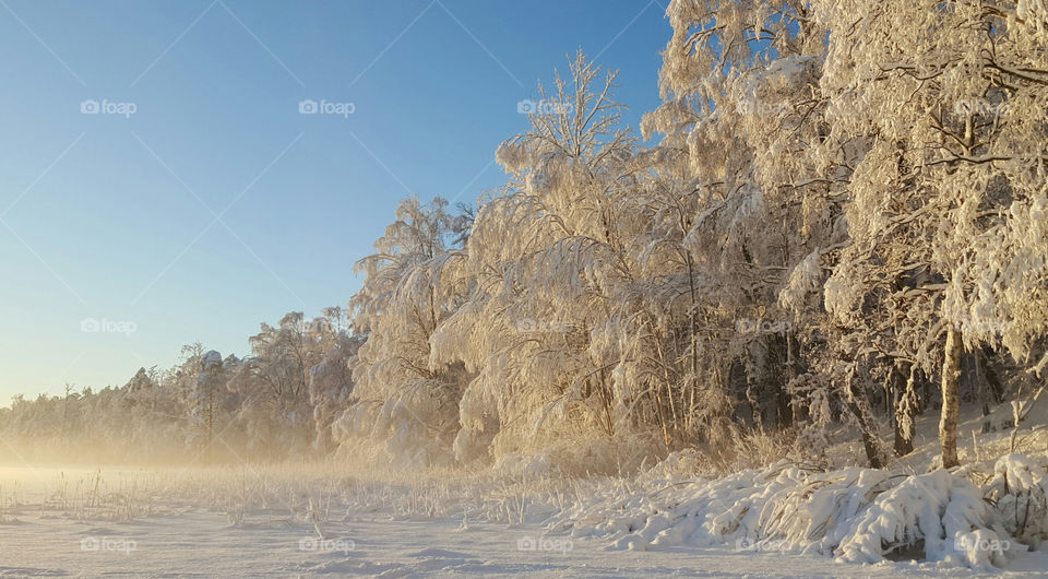 Winter - in the forest by the lake - mist - vinter snö sjö dimma träd skog