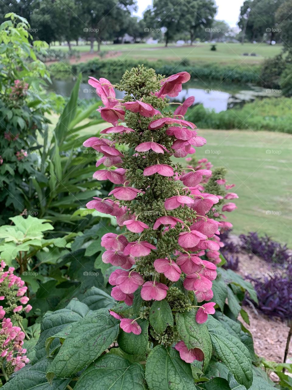 Beautiful Pink Oakleaf hydrangea - A deciduous shrub is grown for its attractive foliage, long-lasting flowers and four-season appeal. Lush green backdrop, trees and a 