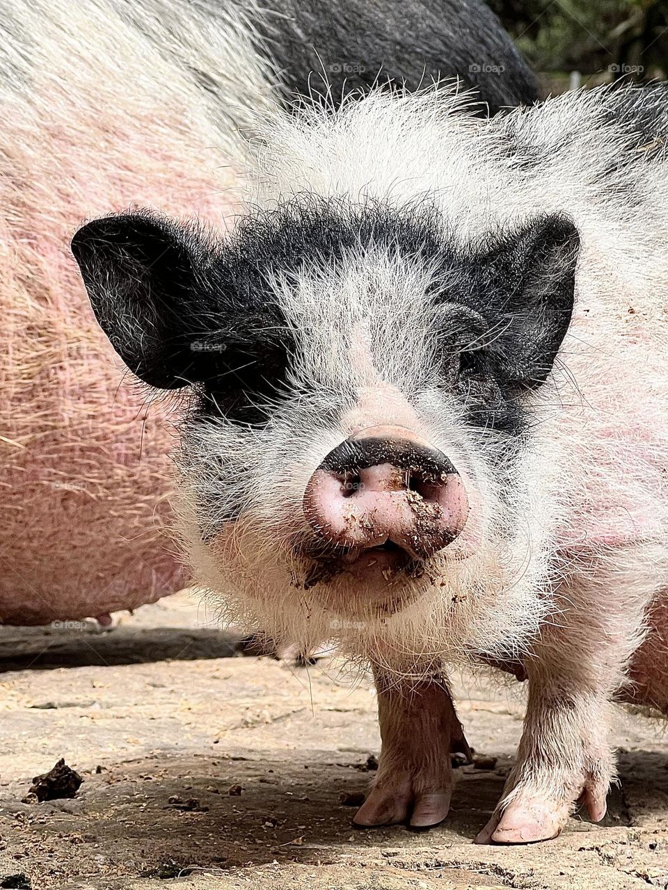 Baby mini pig 