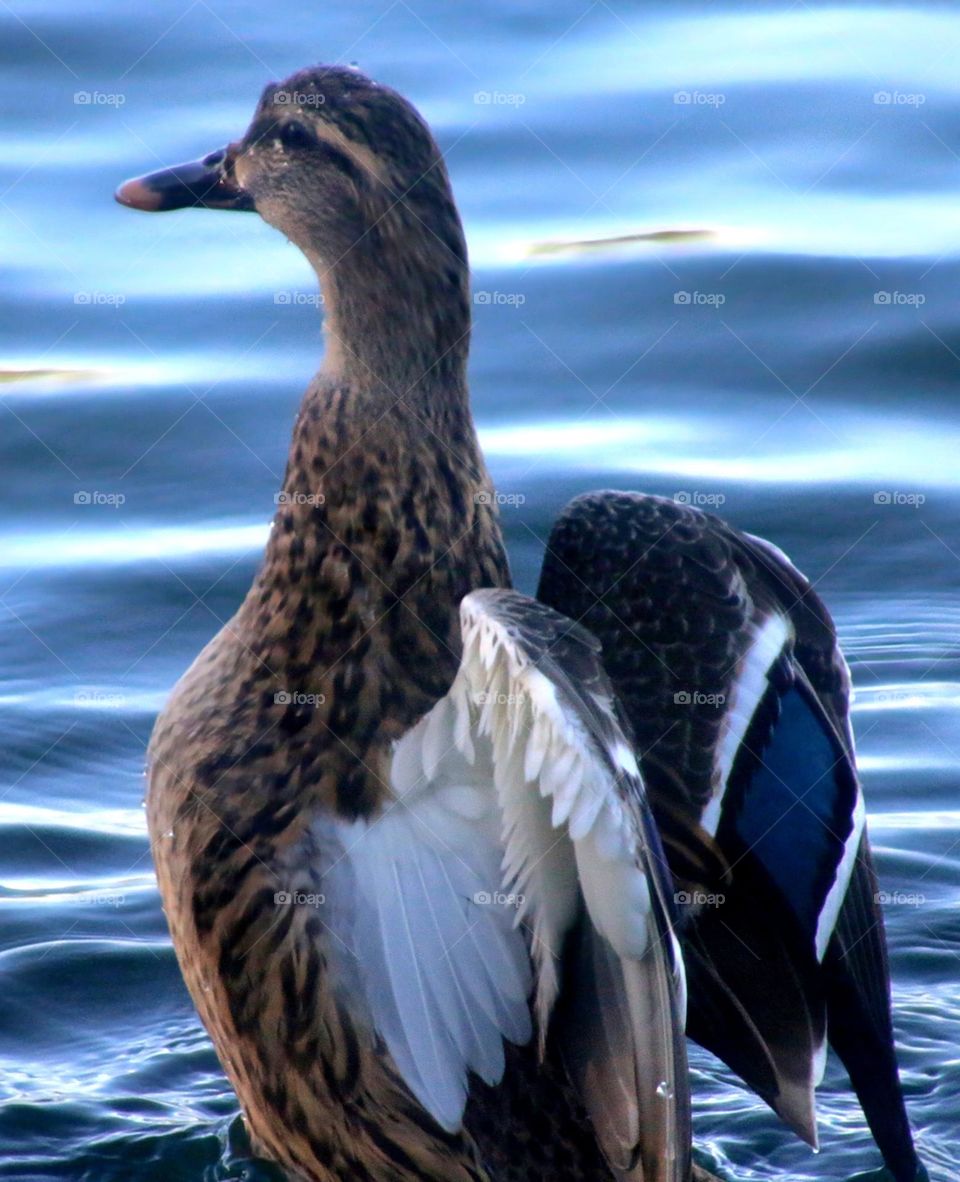 Female Mallard Duck Flapping Wings