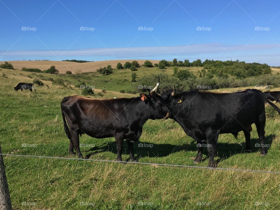 Lejre, Denmark. 