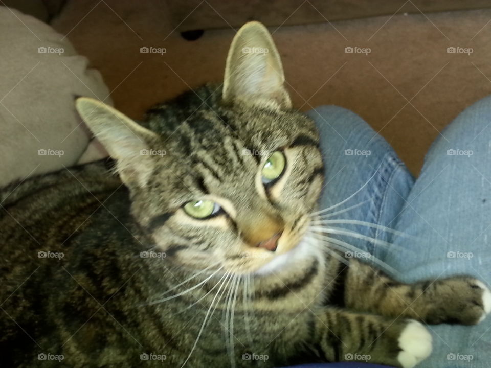 lap cat. tiger cat on lap